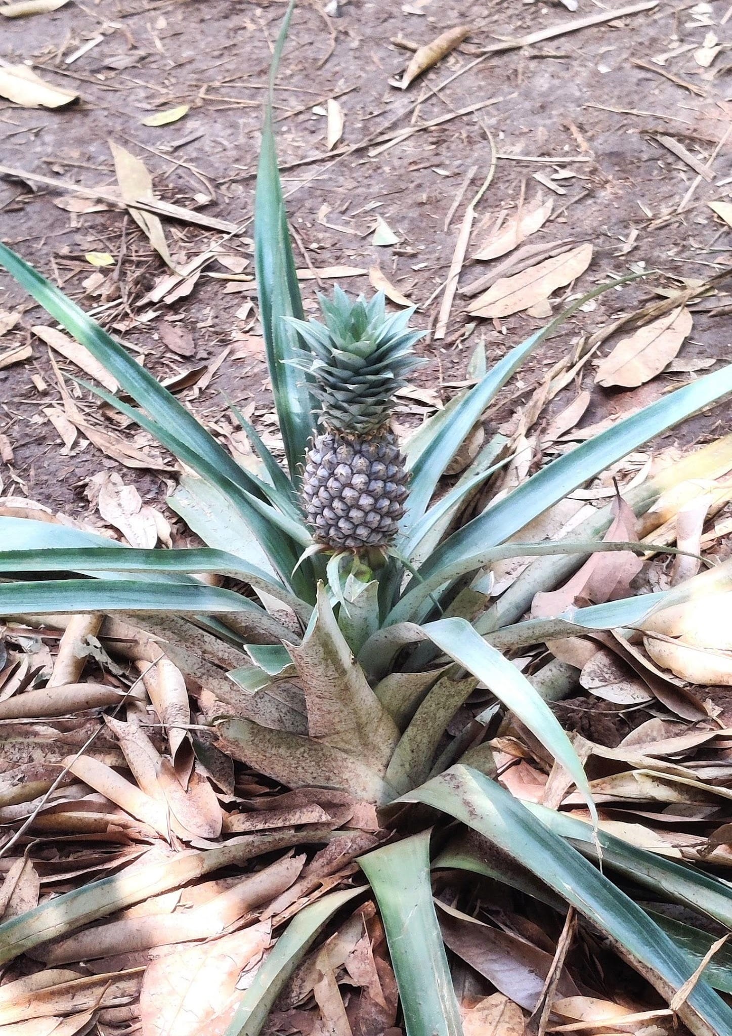 Pineapple growing in the ground; Spice Farm, Zanzibar
