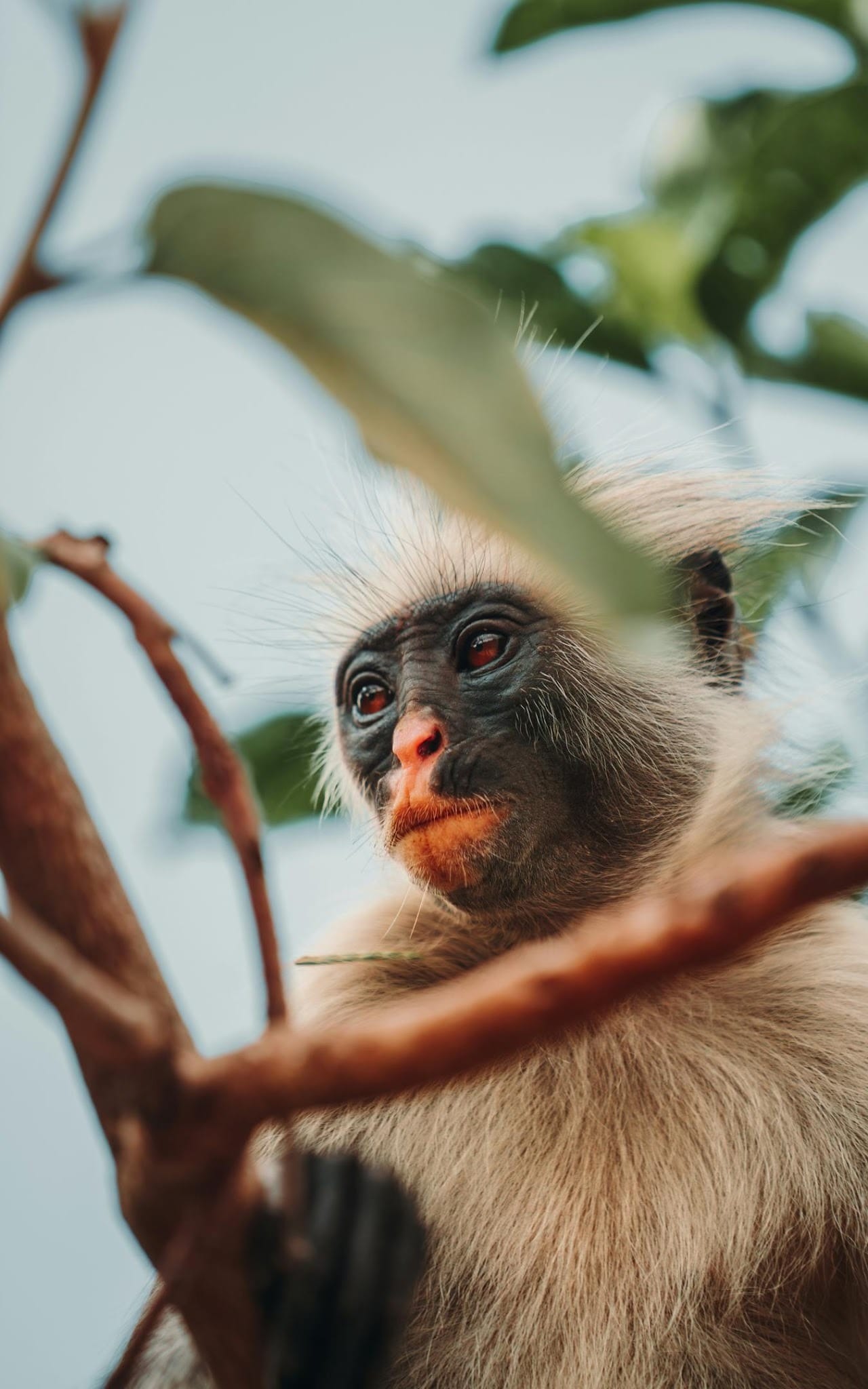 Zanzibar red colobus monkey in Jozani Forest, found nowhere else on earth